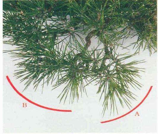 图解 黑松盆景怎么判断对应芽力的修剪方法