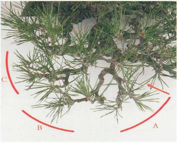 图解 黑松盆景怎么判断对应芽力的修剪方法