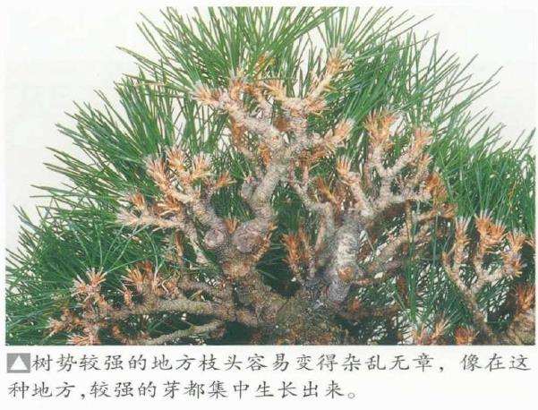 图解 黑松盆景怎么枝头修剪的3个方法