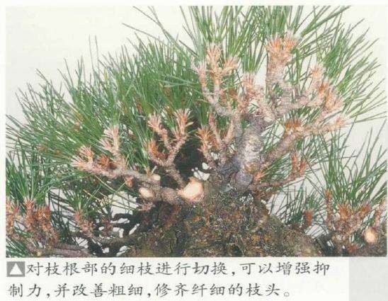 图解 黑松盆景怎么枝头修剪的3个方法