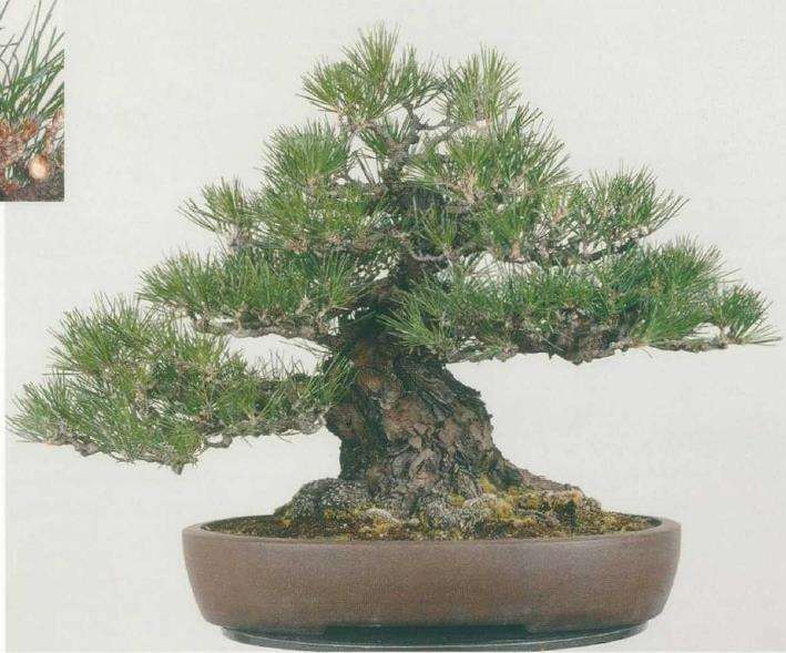 图解 黑松盆景怎么枝头修剪的3个方法