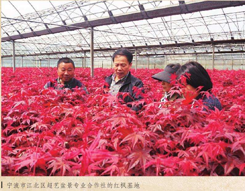 宁波超艺盆景专业合作社 郑国明 图片