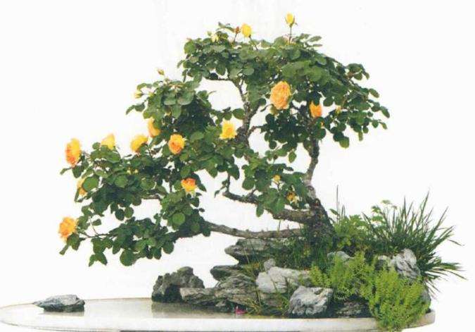 月季盆景的素材来源有哪些 图片