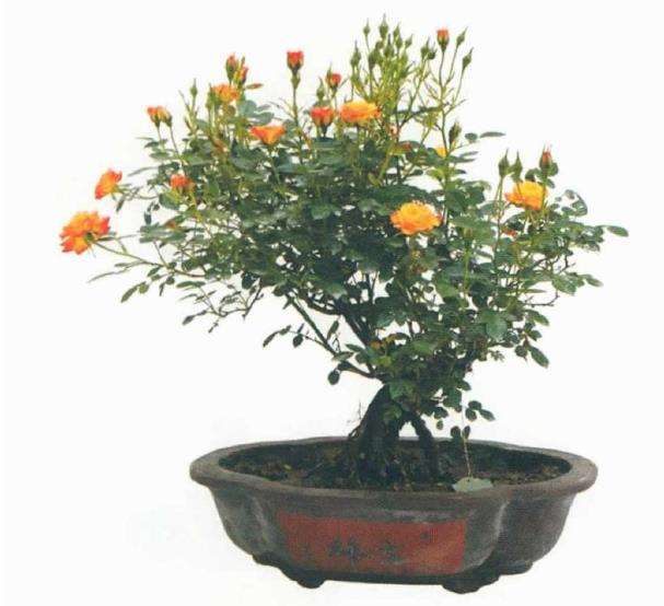 月季盆景的素材来源有哪些 图片