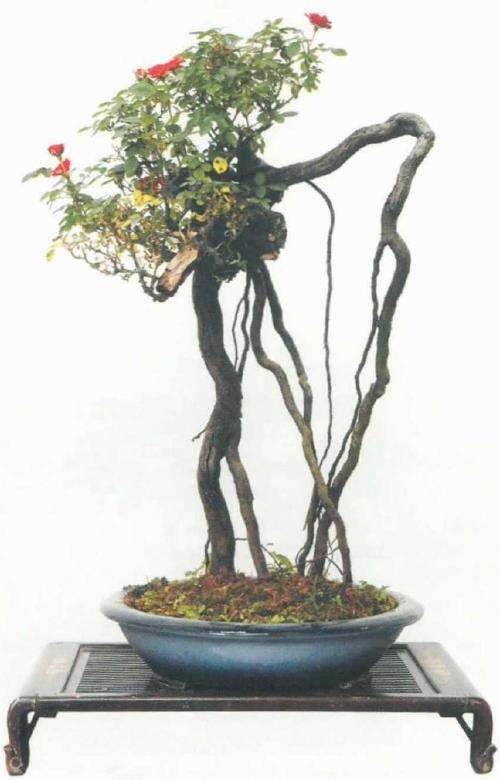 月季盆景怎么造型的3个方法 图片