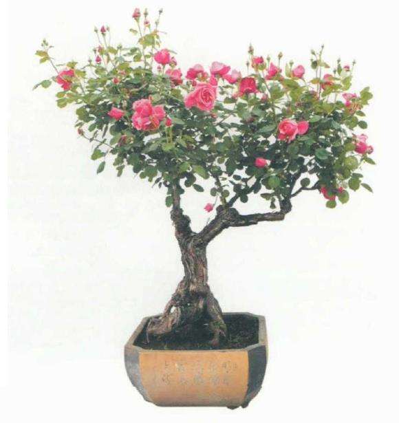 月季盆景怎么造型的3个方法 图片