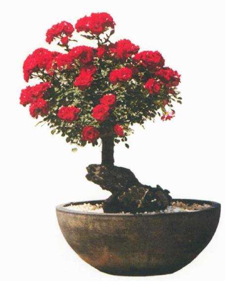 月季盆景怎么造型的3个方法 图片