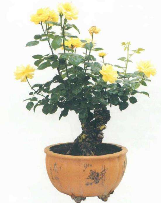 月季盆景怎么造型的3个方法 图片