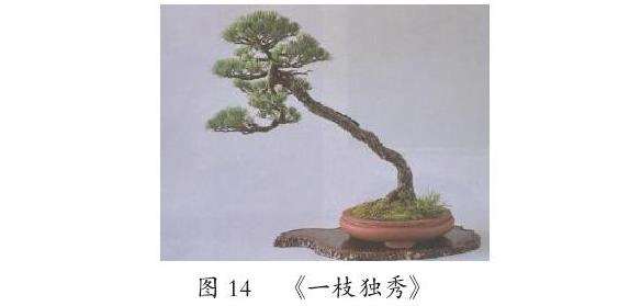 文人树盆景艺术的3个创作特征 图片