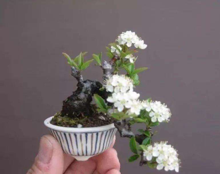 微型盆景制作周期短 经济效益显著