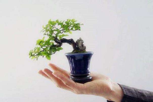 微型盆景制作周期短 经济效益显著