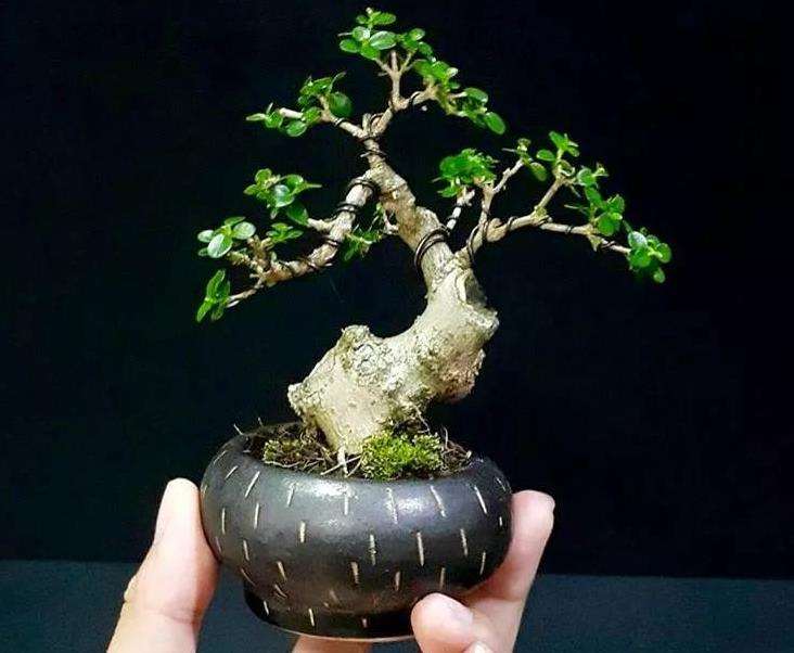 微型盆景工厂化无土栽培的优势