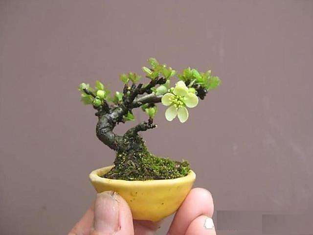 无土栽培的盆景苗木主要有以下7种