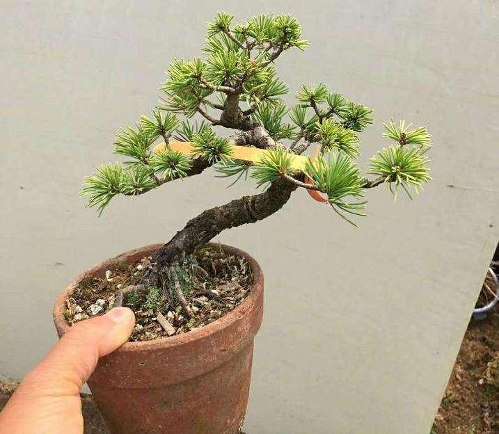 无土栽培的盆景苗木主要有以下7种