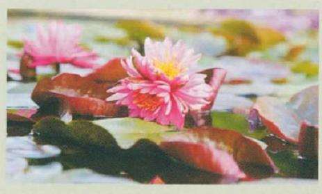 广州莲花山频现睡莲奇花