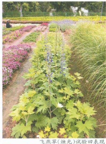 草花新品种在厦门公园的引种试验及其公园绿化应用