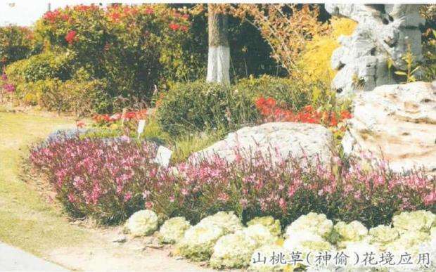 草花新品种在厦门公园的引种试验及其公园绿化应用