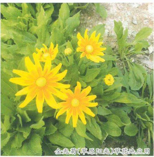 草花新品种在厦门公园的引种试验及其公园绿化应用