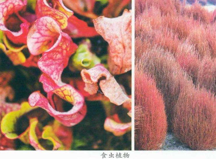 都市里的大花园 上海辰山植物园 下