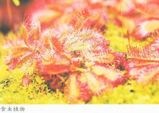 都市里的大花园 上海辰山植物园 下