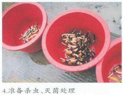 观赏荷花种藕出口前的处理技术 图片