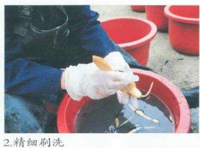观赏荷花种藕出口前的处理技术 图片