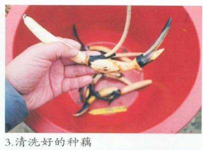 观赏荷花种藕出口前的处理技术 图片