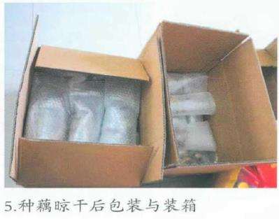 观赏荷花种藕出口前的处理技术 图片
