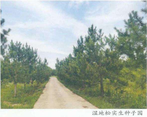荆门市彭场林场国家湿地松良种基地2