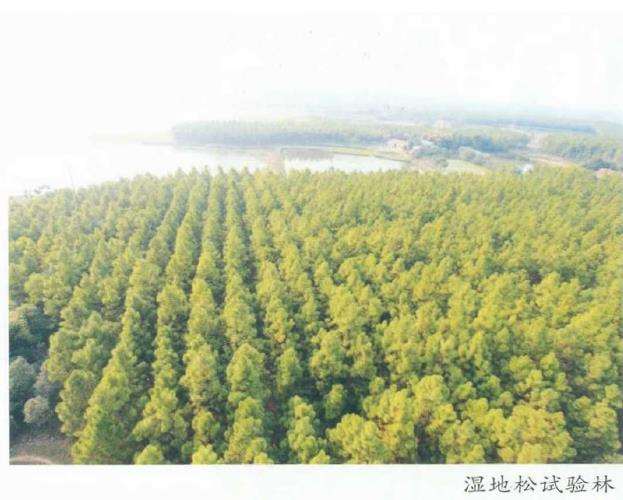 荆门市彭场林场国家湿地松良种基地3