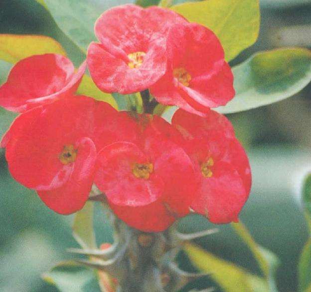 虎刺梅每隔1-2年换盆一次 一般春季进行