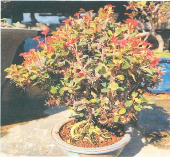 虎刺梅每隔1-2年换盆一次 一般春季进行