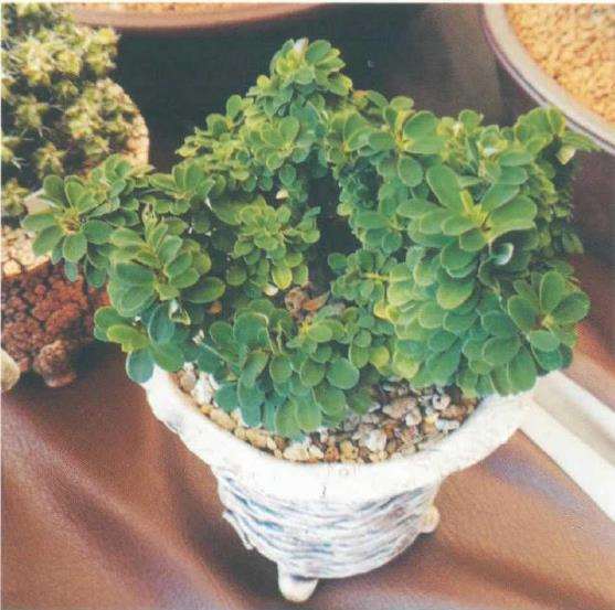 虎刺梅每隔1-2年换盆一次 一般春季进行