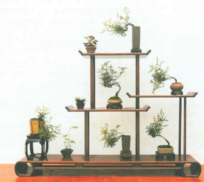 月季盆景怎么造型 第二篇 图片