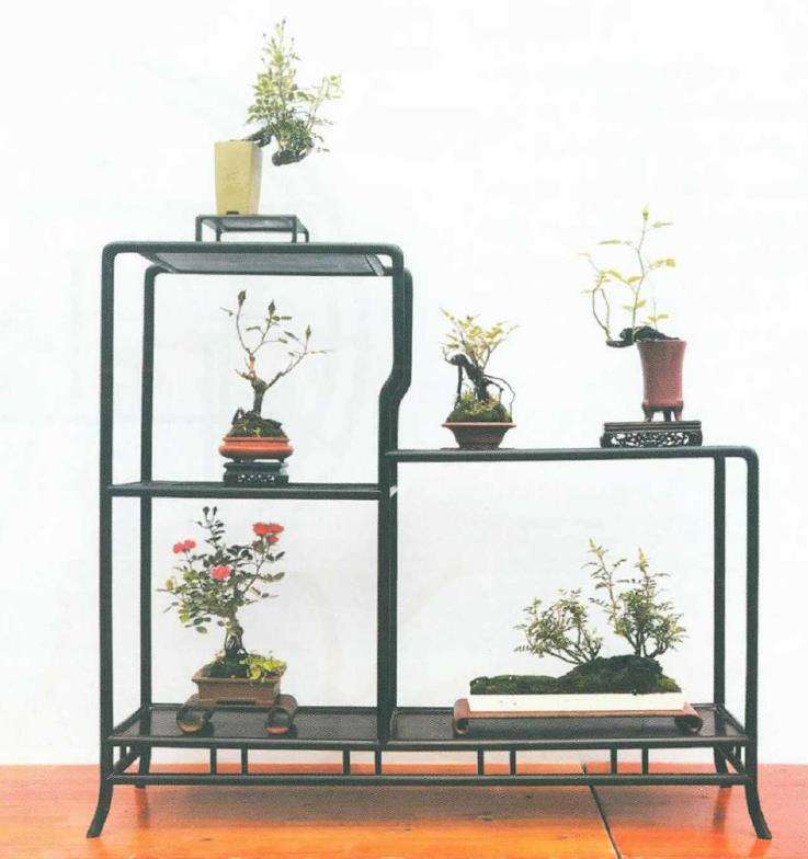 月季盆景怎么造型 第二篇 图片