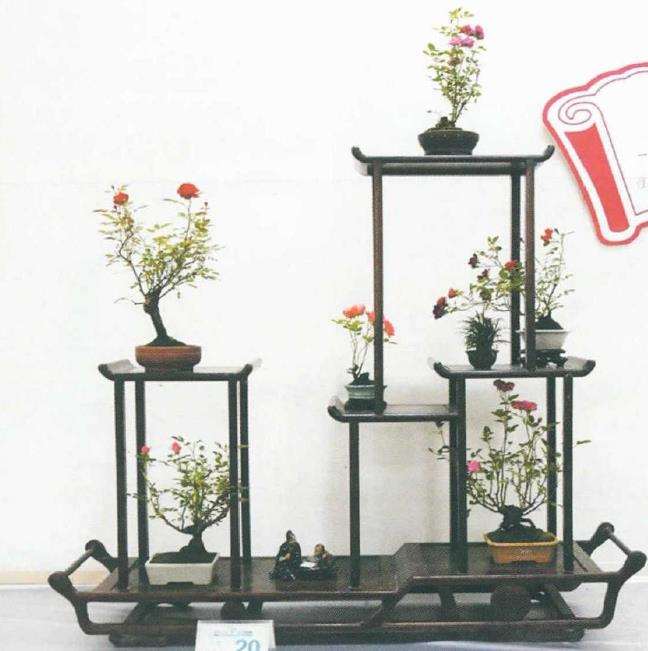 月季盆景怎么造型 第二篇 图片