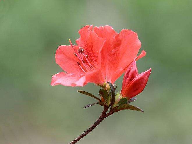 为什么杜鹃花成为极好的室内点缀花卉