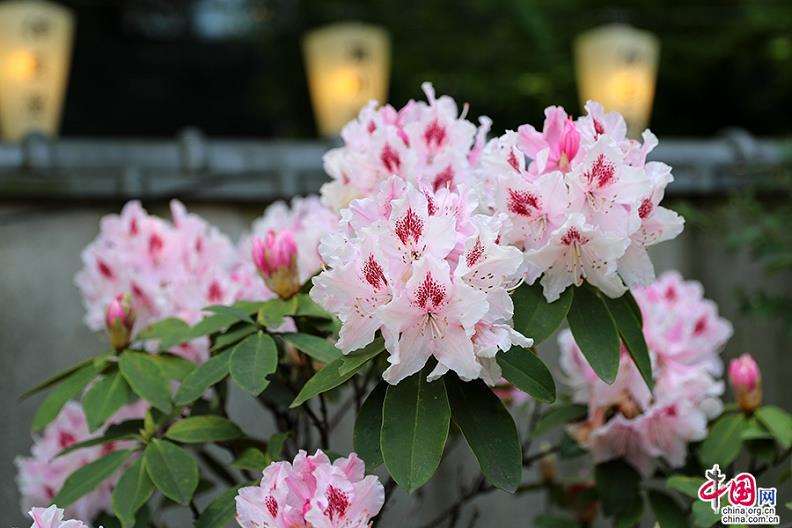 为什么杜鹃花成为极好的室内点缀花卉