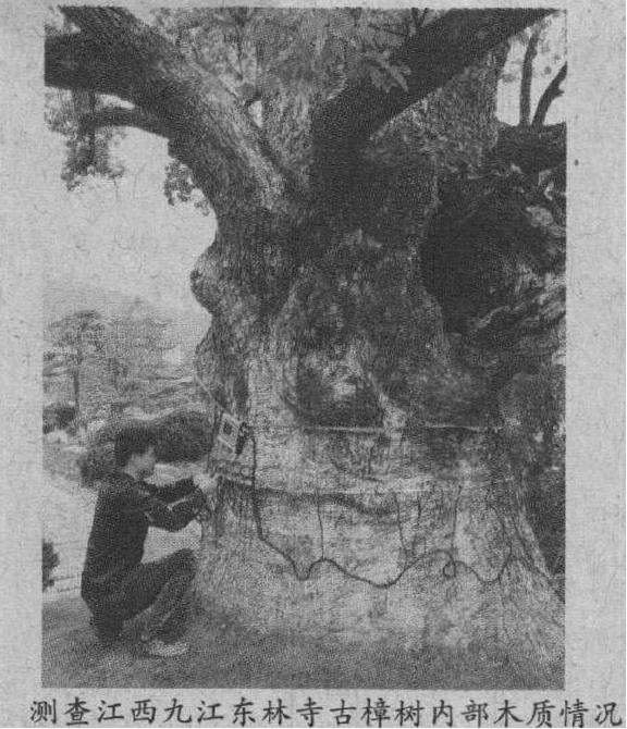 专业仪器怎么保护古树的3个方法 图片