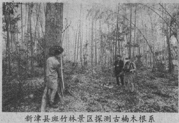 专业仪器怎么保护古树的3个方法 图片