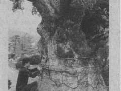 专业仪器怎么保护古树的3个方法 图片