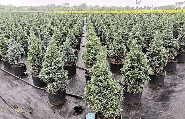 我国苗木行业品牌时代来了吗