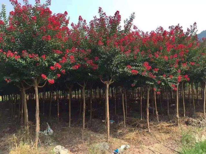 中国苗木企业品牌如何形成