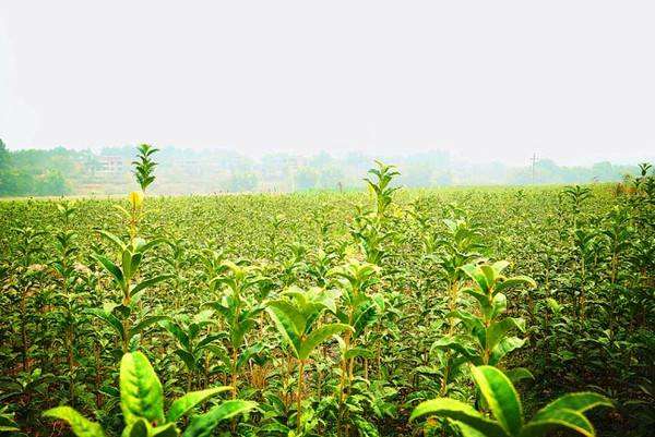 对于之前苗木新品种炒作的疯狂 你怎么看