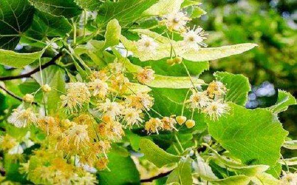 欧洲国家已经培育出众多锻树品种