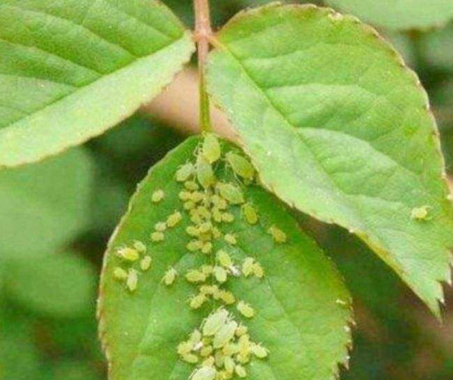 地下害虫对花卉的2个危害特点及防治
