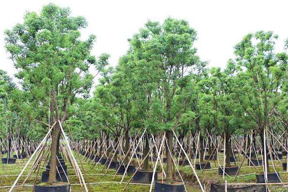 西北地区各地区苗木供需分析