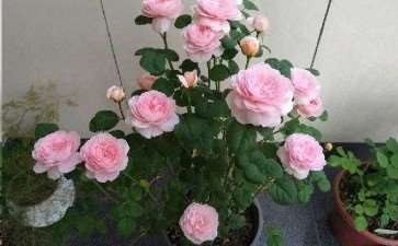 2020年太原将种植月季花