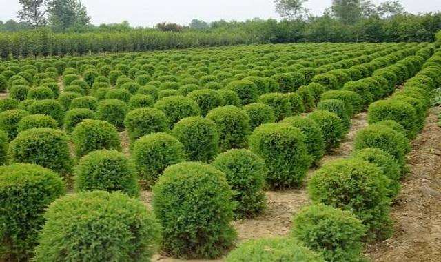 苗木授权品种呈现如下3个特点2