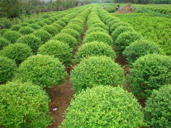 苗木授权品种呈现如下3个特点